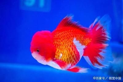 觀賞魚很容易死（養(yǎng)魚新手入門指南） 魚缸等水族設(shè)備 第4張