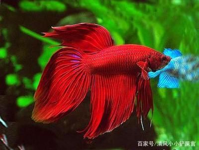 觀賞魚很容易死（養(yǎng)魚新手入門指南） 魚缸等水族設(shè)備 第3張