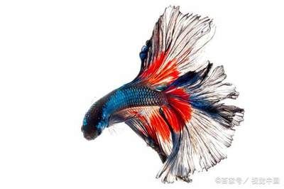 觀賞魚之友（發(fā)送水水族箱的養(yǎng)護秘籍） 恐龍王魚 第3張