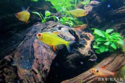 觀賞魚檸檬鯽能食用嗎（觀賞魚與食用魚的區(qū)別） 魚缸等水族設(shè)備 第1張