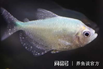 觀賞魚(yú)身上白點(diǎn)病會(huì)傳染人（觀賞魚(yú)身上白點(diǎn)病會(huì)傳染給人嗎？） 沖氧泵 第4張