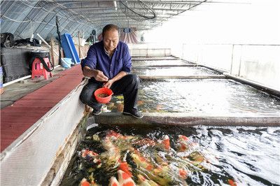 觀賞魚產(chǎn)業(yè)化發(fā)展思路（《觀賞魚養(yǎng)殖技術(shù)》） 朱巴利魚苗 第3張