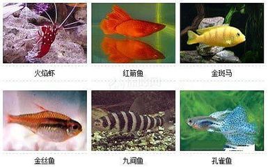 觀(guān)賞魚(yú)最好看（什么是觀(guān)賞魚(yú)？） 大白鯊魚(yú)苗 第3張