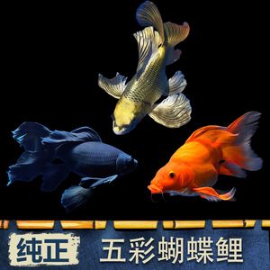 蝴蝶鯉魚缸背景紙（如何選擇合適的魚缸背景紙） 奈及利亞紅圓點(diǎn)狗頭 第3張