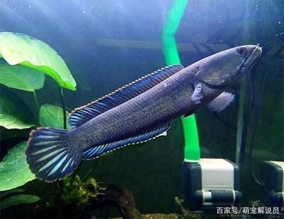 觀賞魚賣不出去怎么辦（觀賞魚滯銷怎么辦？） 狗仔招財貓魚 第1張