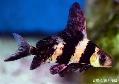 海水觀賞魚(yú)水溫多少適宜（水溫對(duì)海水觀賞魚(yú)的影響） 錦鯉飼料 第3張