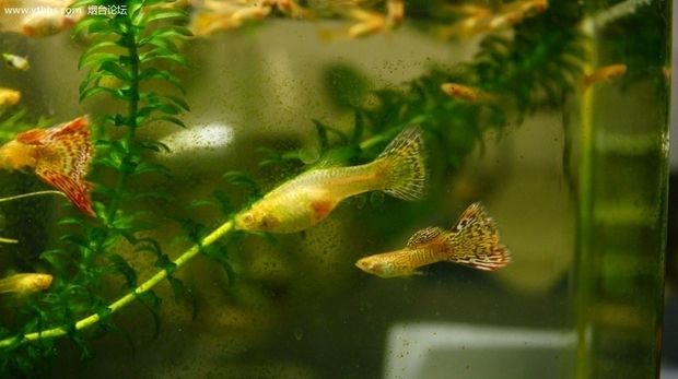 除藻劑會(huì)傷害魚(yú)和水草嗎（除藻劑會(huì)對(duì)魚(yú)和水草產(chǎn)生影響嗎？）