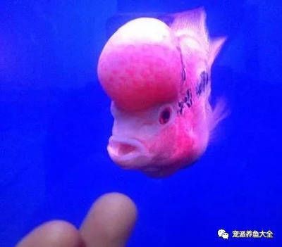 觀賞魚互動性高嗎為什么（如何提高觀賞魚的互動性）