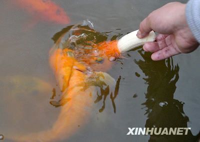 觀賞魚投食時間（觀賞魚的投食時間和量） 南美異形觀賞魚 第3張