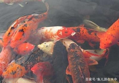 觀賞魚投食時間（觀賞魚的投食時間和量） 南美異形觀賞魚 第4張