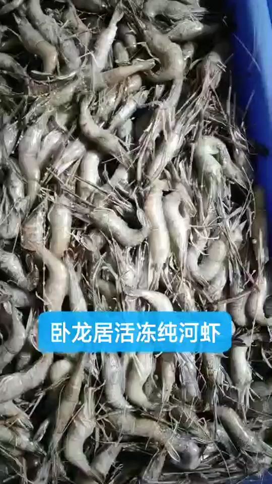 唐山臥龍居精品手工魚食（臥龍居常年有這種活凍純河蝦(大爪和小爪)） 觀賞魚論壇