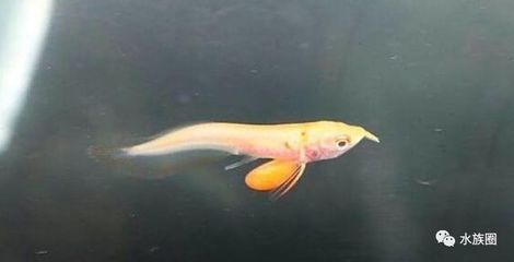 白子魚（白子魚是一種什么樣的魚？） 細(xì)線銀版魚 第2張