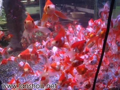 觀賞魚店鋪介紹（廣州觀賞魚店鋪介紹） 黃金夢幻雷龍魚 第1張