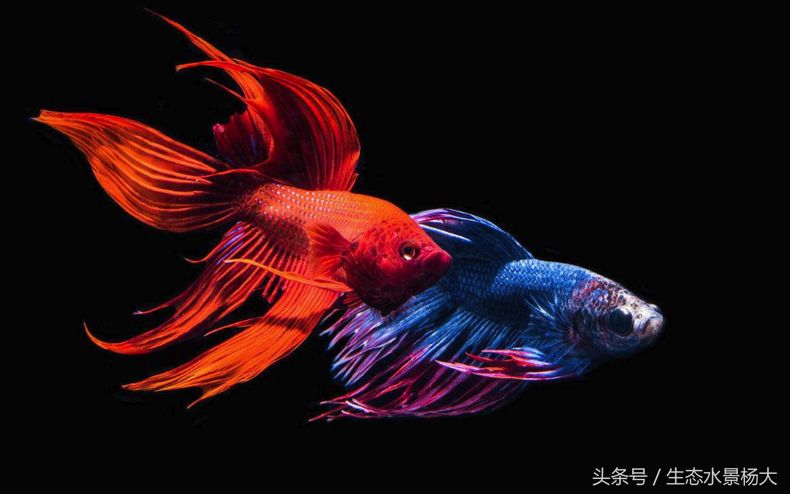 斗魚為什么不能一起養(yǎng)（斗魚可以一起養(yǎng)嗎？） 福滿鉆魚 第4張