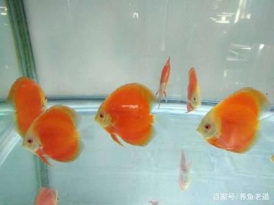 高錳酸鉀治療觀賞魚什么病（高錳酸鉀可以治療哪些觀賞魚疾?。浚?虎斑恐龍魚 第2張