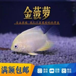 菠蘿魚活體（菠蘿魚怎么養(yǎng)？）