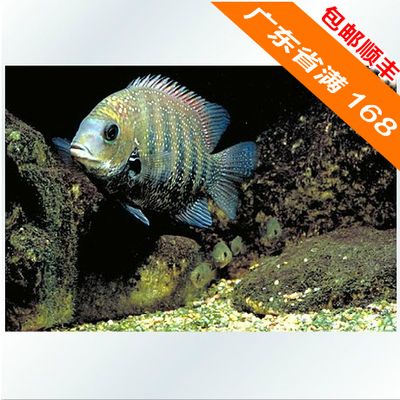 菠蘿魚活體（菠蘿魚怎么養(yǎng)？） 錦鯉飼料 第4張