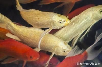 觀賞魚都浮在水面怎么回事兒（觀賞魚浮在水面是怎么回事？） 巴西亞魚 第2張