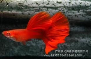 國外觀賞魚批發(fā)商有哪些品牌（觀賞魚養(yǎng)殖技術(shù)的新進展）