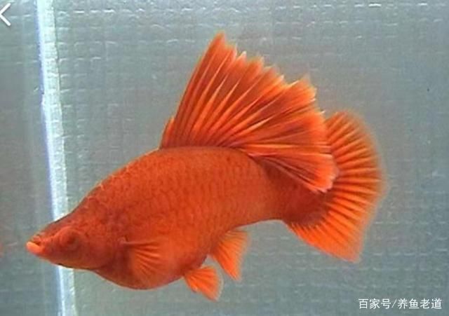 觀賞魚壽命最長(zhǎng)的魚（觀賞魚中最長(zhǎng)壽的魚是什么魚？） 天王紅龍 第4張