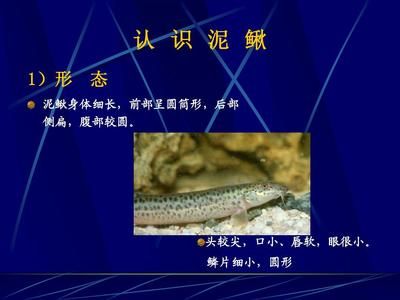 觀賞泥鰍與魚一起養(yǎng)（泥鰍與金魚混養(yǎng)的風險） 水族世界 第2張