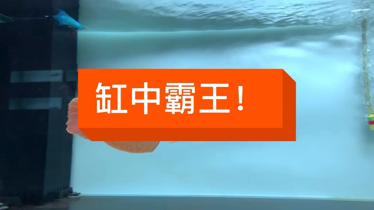 7號(hào)選手已售，不再接受問(wèn)價(jià)，感謝??（7號(hào)選手已售，不再接受問(wèn)價(jià)）