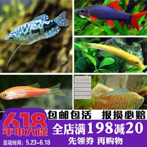 海南淡水觀賞魚有哪些品牌（關(guān)于海南淡水觀賞魚的問(wèn)題） 殺菌消毒設(shè)備 第3張