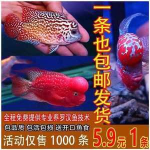 海南淡水觀賞魚有哪些品牌（關(guān)于海南淡水觀賞魚的問(wèn)題） 殺菌消毒設(shè)備 第4張