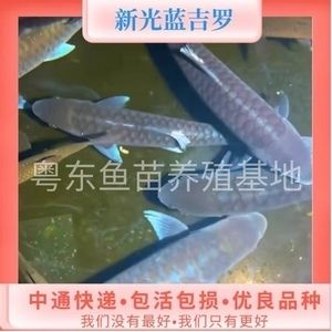 紅吉羅魚價格（紅吉羅魚價格大致在200元左右一條300元左右一條） 吉羅魚批發(fā) 第2張