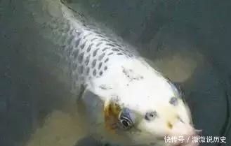 黑白相間的魚叫什么名字（非洲十間的養(yǎng)殖秘籍） 朱巴利魚 第3張