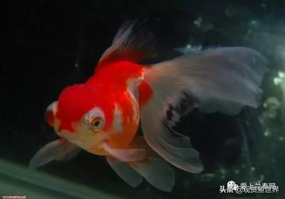 觀賞魚品種介紹（關于觀賞魚的色彩科學） 金三間魚 第1張