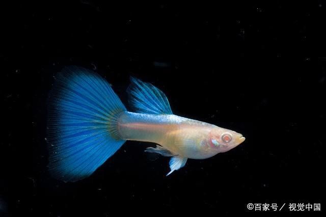 觀賞魚品種介紹（關于觀賞魚的色彩科學） 金三間魚 第4張