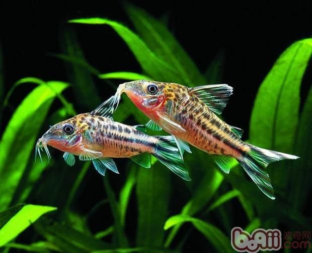 好看的觀賞魚（什么觀賞魚好看又好養(yǎng)） 白子關(guān)刀魚 第4張