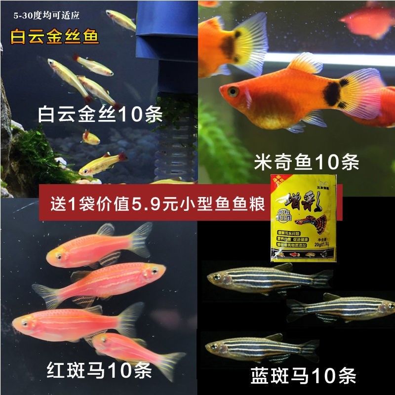 淡水觀賞魚什么魚最好養(yǎng)的多（常見的淡水觀賞魚） 網(wǎng)上購買觀賞魚 第1張