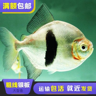 粗線銀板魚(yú)眼突怎么治了（--2萬(wàn)單位抗生素升溫2萬(wàn)單位抗生素） 觀賞龜/鱉飼料 第3張