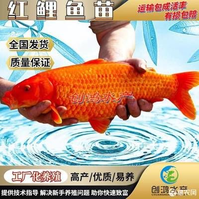 國外觀賞魚怎樣帶回國內(nèi)養(yǎng)（國外觀賞魚運輸需要注意什么？） 銀龍魚苗 第1張