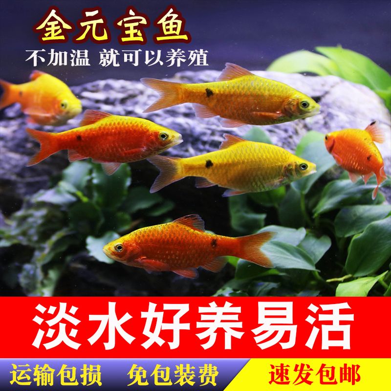 國外觀賞魚怎樣帶回國內(nèi)養(yǎng)（國外觀賞魚運輸需要注意什么？） 銀龍魚苗 第3張