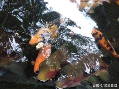 淡水觀賞魚什么魚最好養(yǎng)的活（冷水觀賞魚是一種常見的冷水觀賞魚，色彩繽紛的觀賞魚） 魚缸等水族設備 第1張