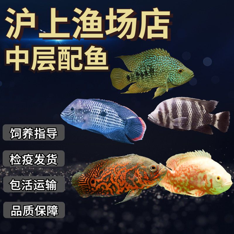 淡水觀賞魚什么魚最好養(yǎng)的活（冷水觀賞魚是一種常見的冷水觀賞魚，色彩繽紛的觀賞魚） 魚缸等水族設備 第3張