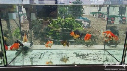 觀賞魚平臺有哪些品種（觀賞魚品種的起源與發(fā)展觀賞魚的起源與發(fā)展觀賞魚的區(qū)別） 巴卡雷龍魚 第3張