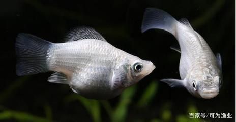 大眼睛觀賞魚（大眼睛觀賞魚品種有哪些大眼睛觀賞魚品種各有特色） 野彩魚 第4張