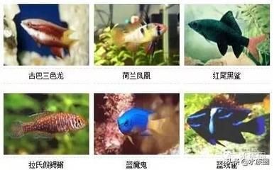 觀賞魚愛好者叫什么名字好聽（如何給觀賞魚命名？） 月光鴨嘴魚 第2張