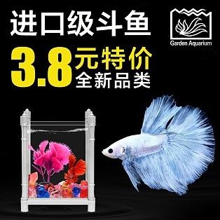 海魚觀賞魚怎么樣（海水觀賞魚的養(yǎng)護秘籍） 黑桃A魚 第2張