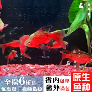 紅色的觀賞魚能吃嗎（紅色的觀賞魚是否可以食用） 元寶鳳凰魚 第1張