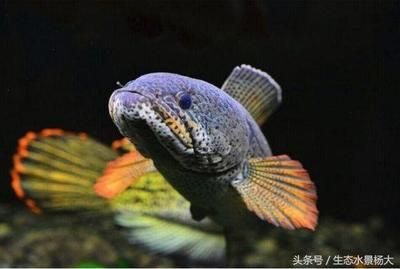 黑土魚觀賞魚（關(guān)于黑土魚的一些詳細(xì)信息） 朱巴利魚苗 第1張