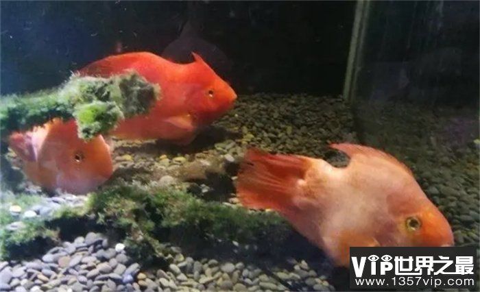 好養(yǎng)的中大型觀賞魚（中大型觀賞魚養(yǎng)殖方法） 蘇虎苗（蘇門答臘虎魚苗） 第3張