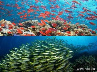 成群游的觀賞魚(yú)有哪些（成群游動(dòng)的觀賞魚(yú)）