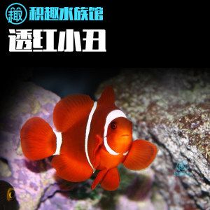 觀賞魚海水魚好養(yǎng)嗎知乎（海水觀賞魚的養(yǎng)護技巧海水觀賞魚的養(yǎng)護技巧）