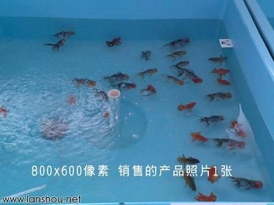 觀賞魚交易平臺(tái)哪個(gè)好點(diǎn)（如何選擇觀賞魚交易平臺(tái)）