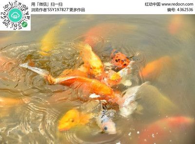 觀賞魚交流軟件（觀賞魚交流平臺(tái)推薦） 鐵甲武士 第1張